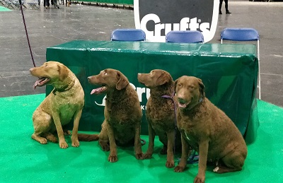 Oakmarsh Chesapeakes Crufts 2023