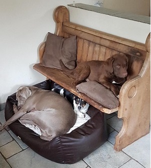 Dogs relaxing at home