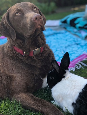 Dog with rabbit