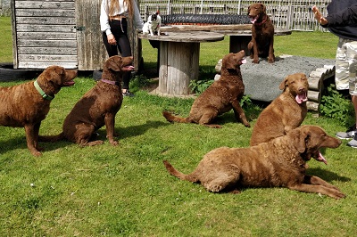 Oakmarsh Chesapeake Bay Retrievers